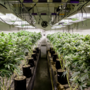 Indoor Cannabis Grow Room HVAC