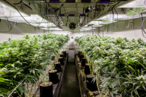 Indoor Cannabis Grow Room HVAC