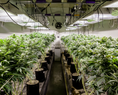 Indoor Cannabis Grow Room HVAC