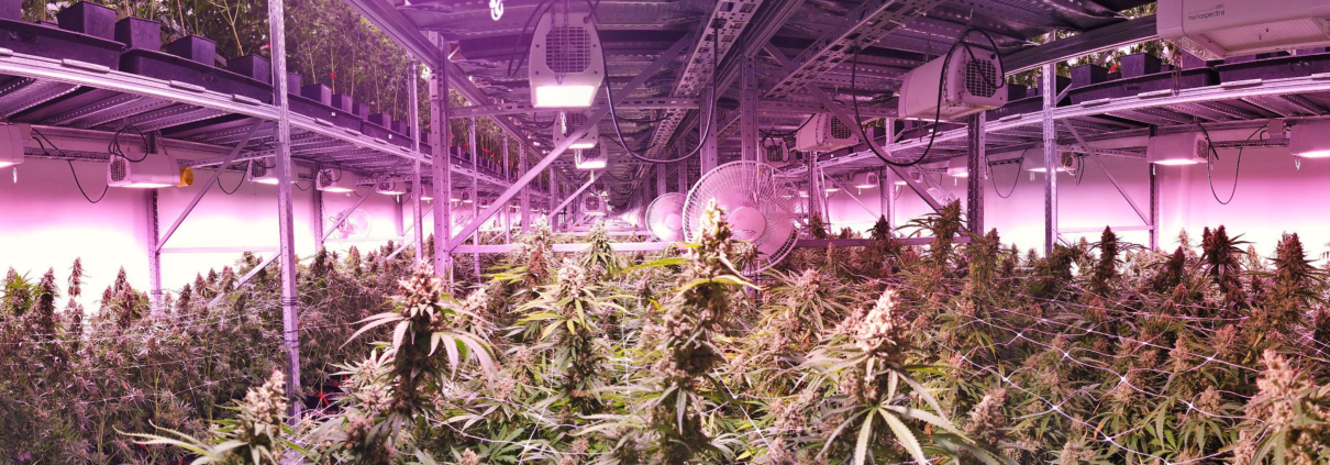 Indoor Marijuana Grow Facility. Farming Cannabis.