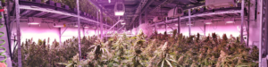 Indoor Marijuana Grow Facility. Farming Cannabis.