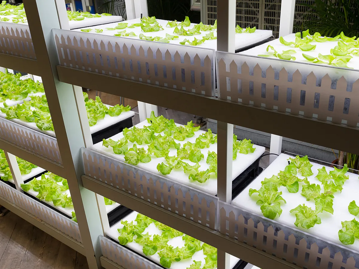 Indoor Agriculture Environments: HVAC for Grow Rooms